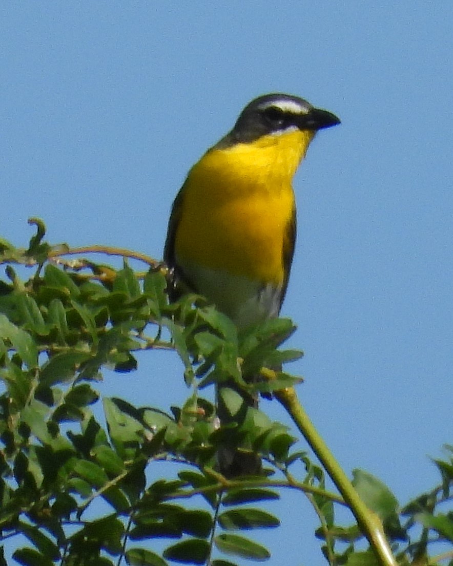 Yellow-breasted Chat - ML468150501
