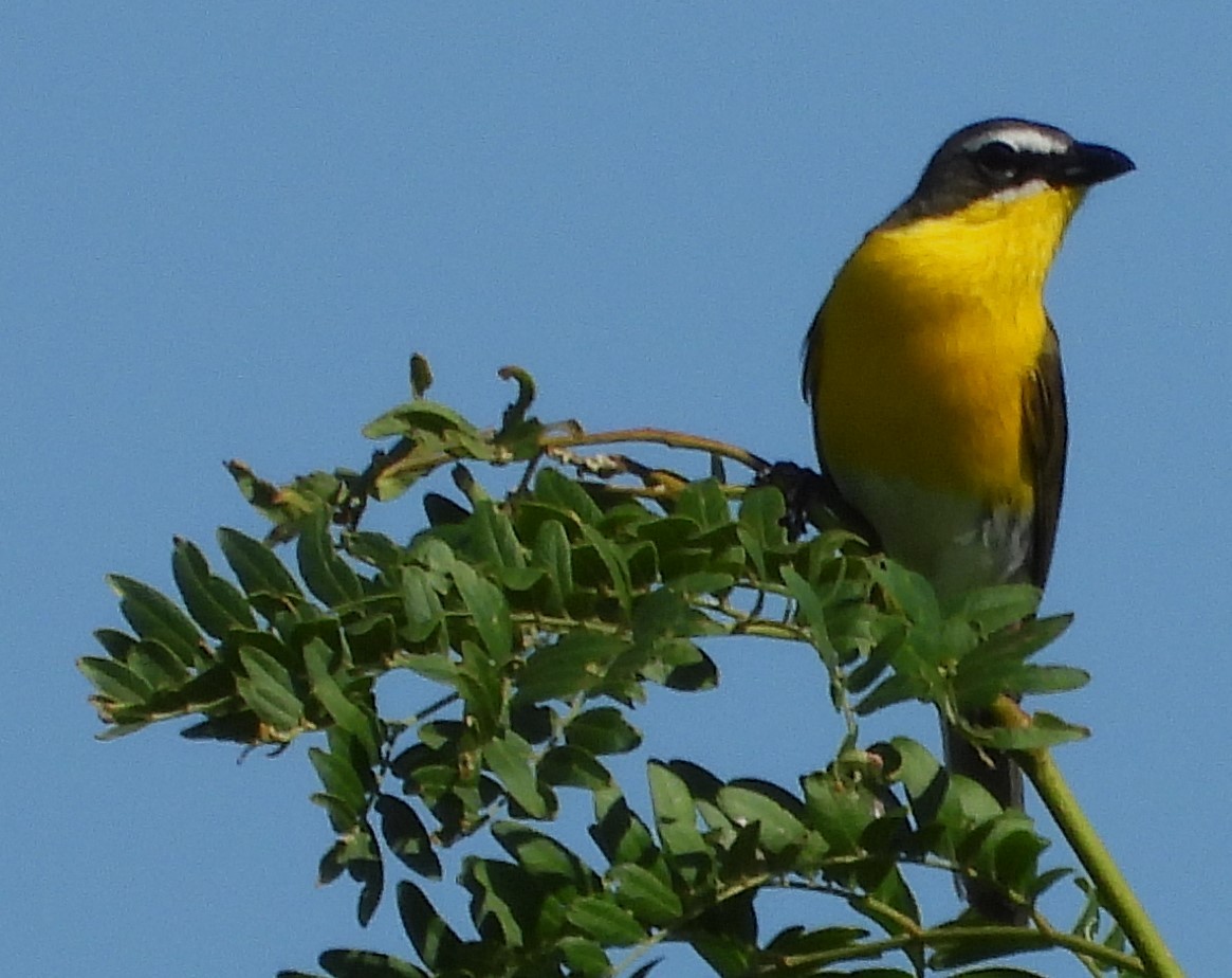 Yellow-breasted Chat - ML468150511