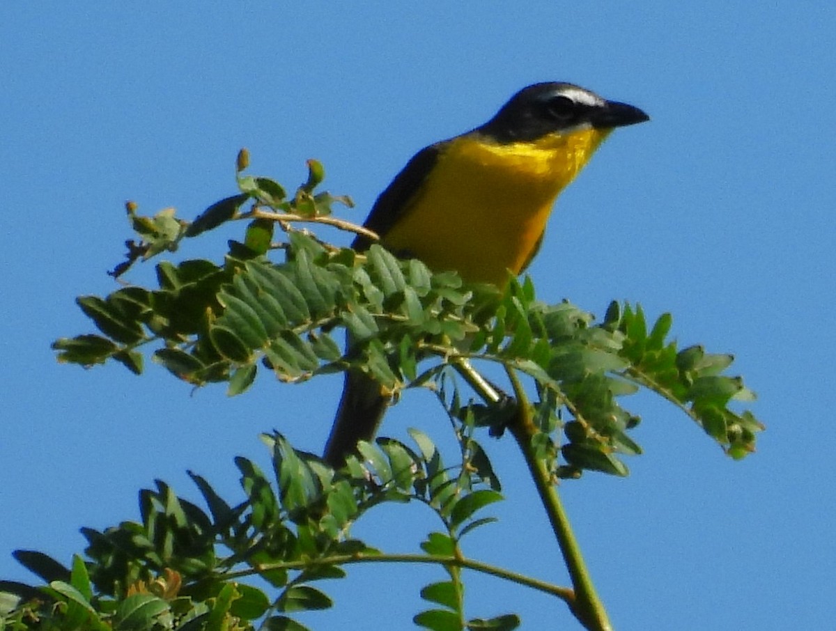 Yellow-breasted Chat - ML468150521