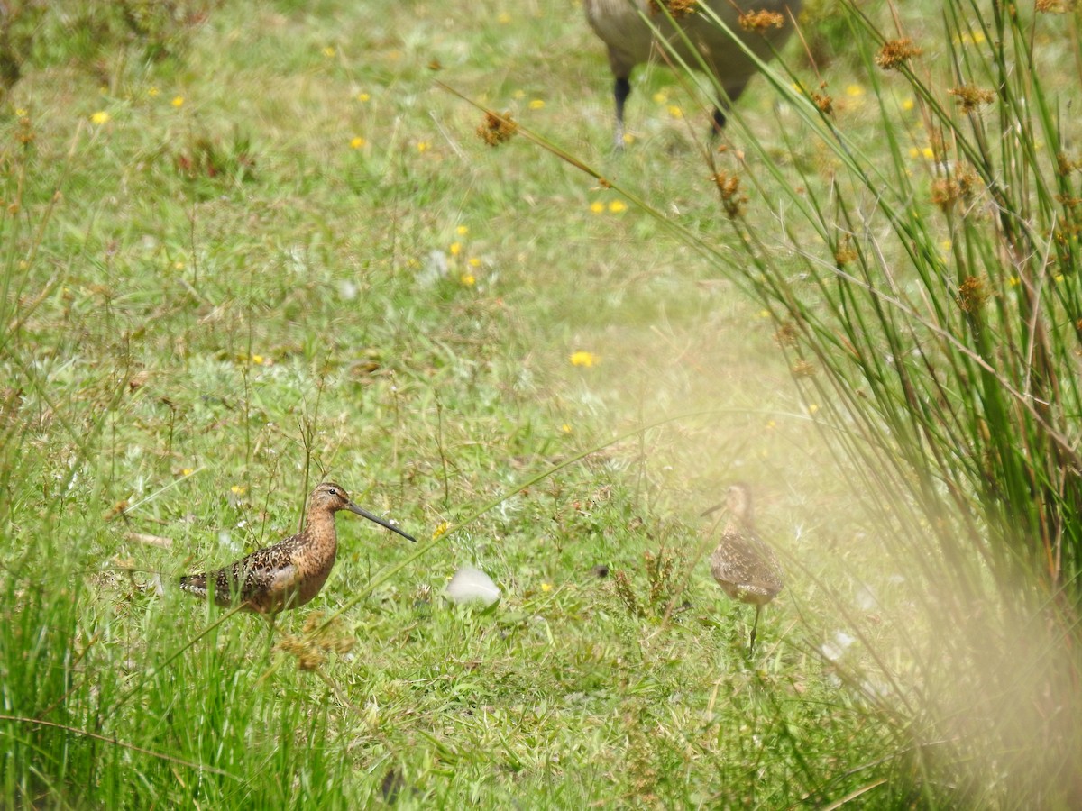 Long-billed Dowitcher - ML468150541