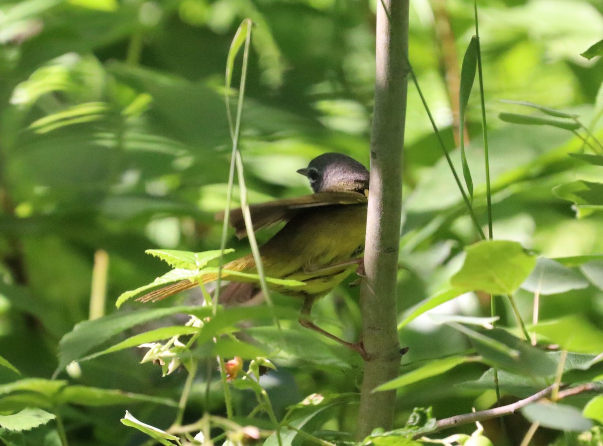 kjerrparula - ML468151731