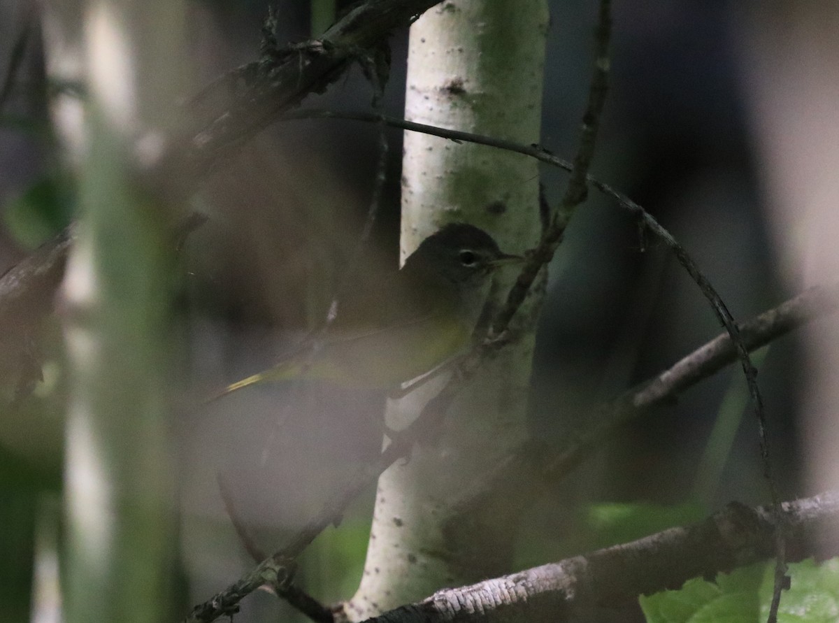 kjerrparula - ML468151741