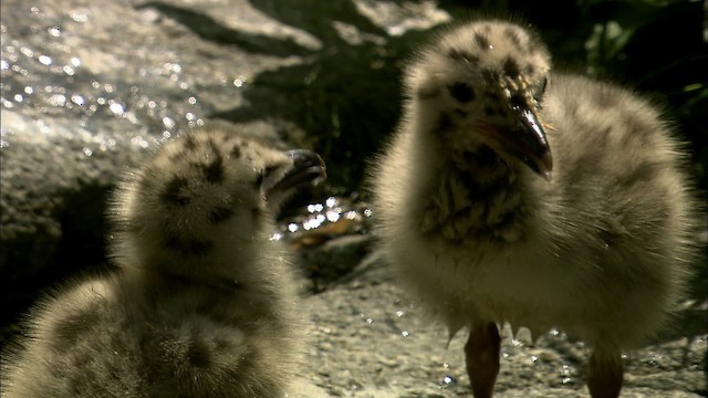 Larus, unbestimmt - ML468152