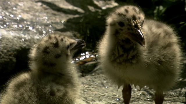 Larus sp. - ML468152