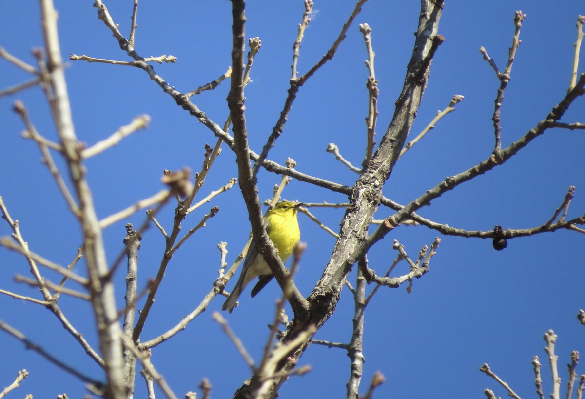 Pine Warbler - ML46815211