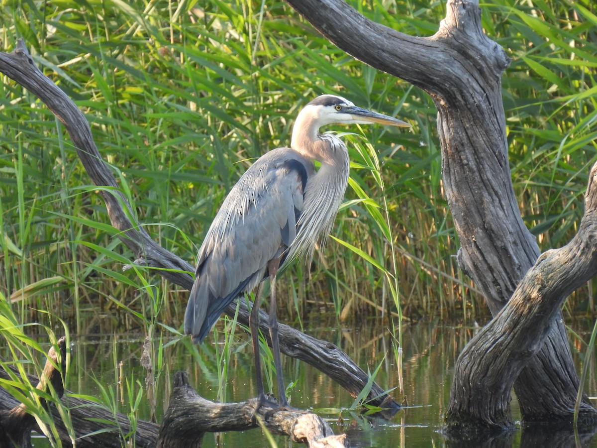 Great Blue Heron - Josée Papillon