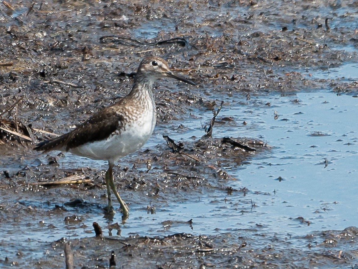 Solitary Sandpiper - ML468153551