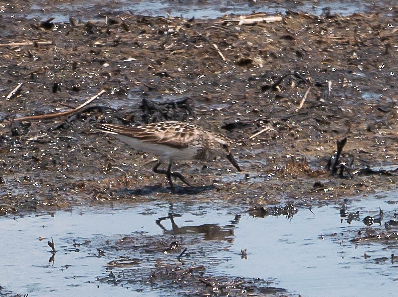 Semipalmated Sandpiper - ML468154111