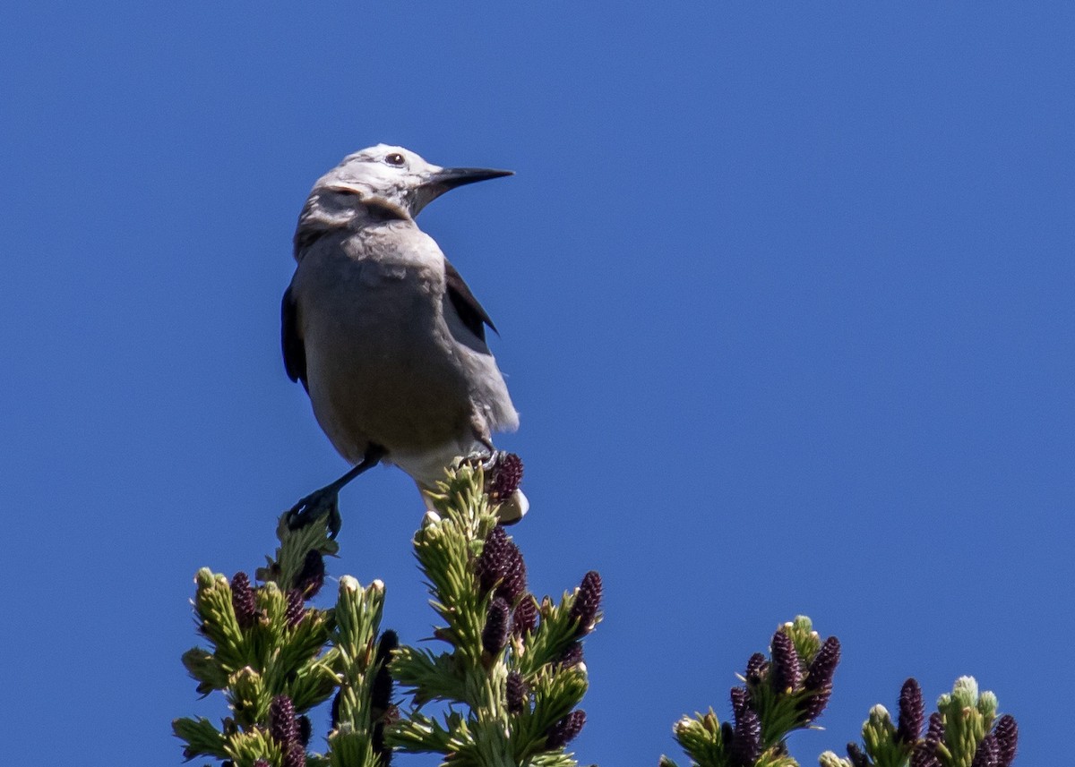 Clark's Nutcracker - ML468154991