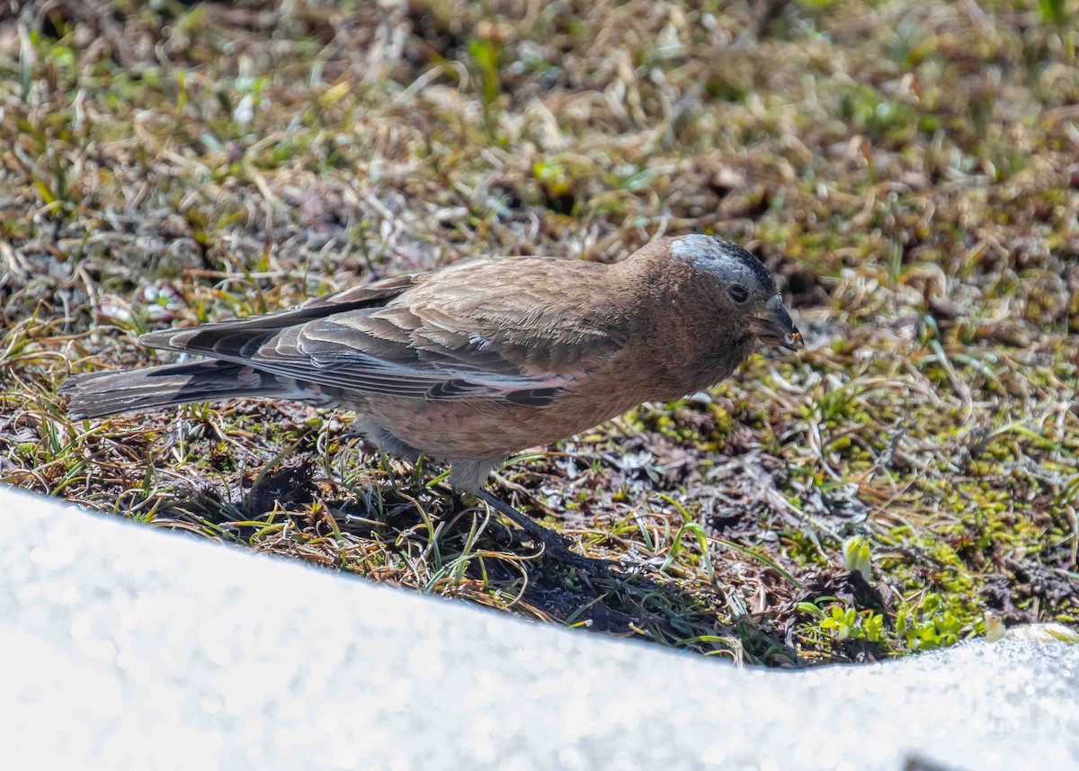 Gray-crowned Rosy-Finch - ML468155181