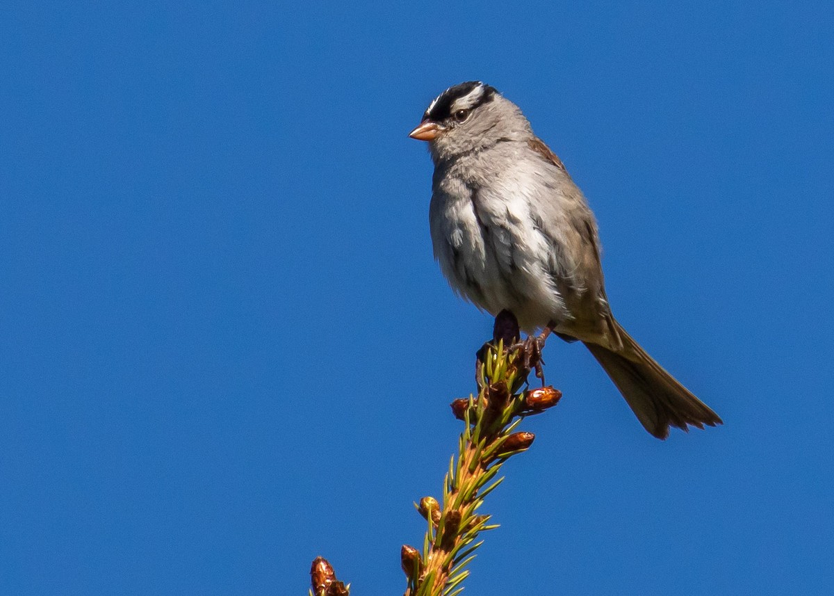 White-crowned Sparrow - ML468155471