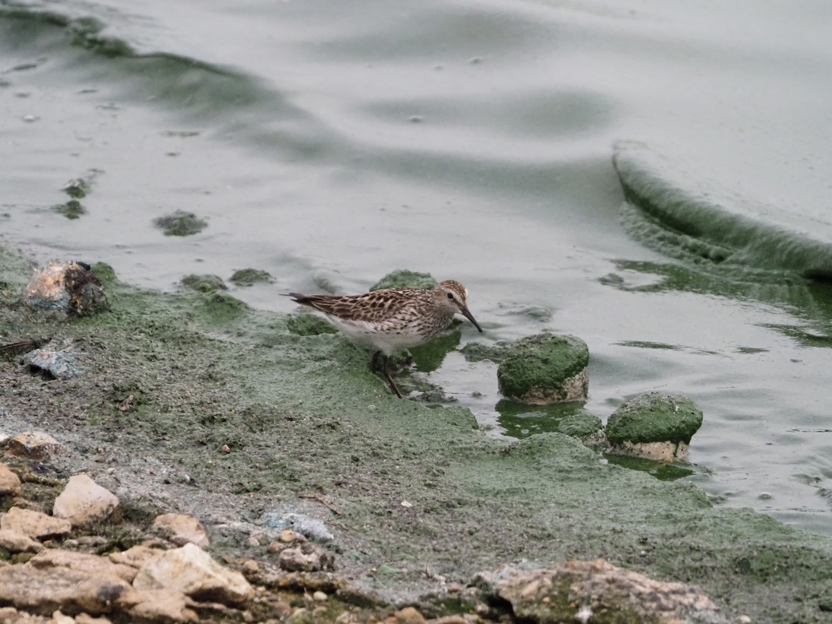 White-rumped Sandpiper - ML468155641