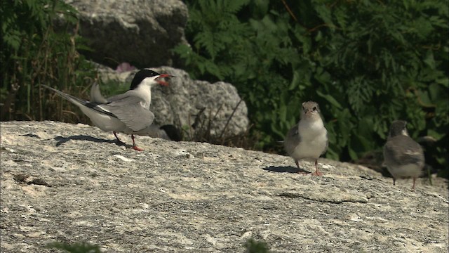 Arctic Tern - ML468157