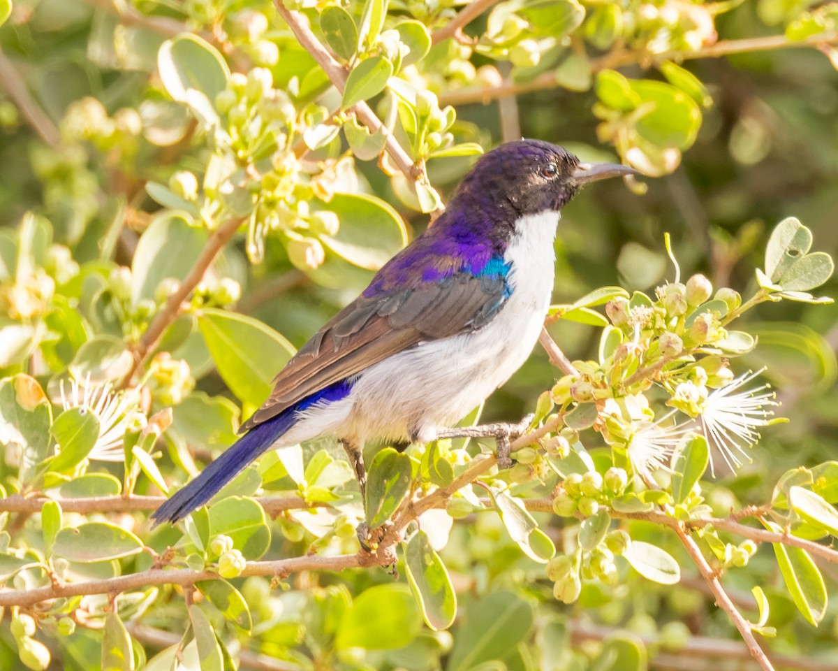 Eastern Violet-backed Sunbird - ML468157161