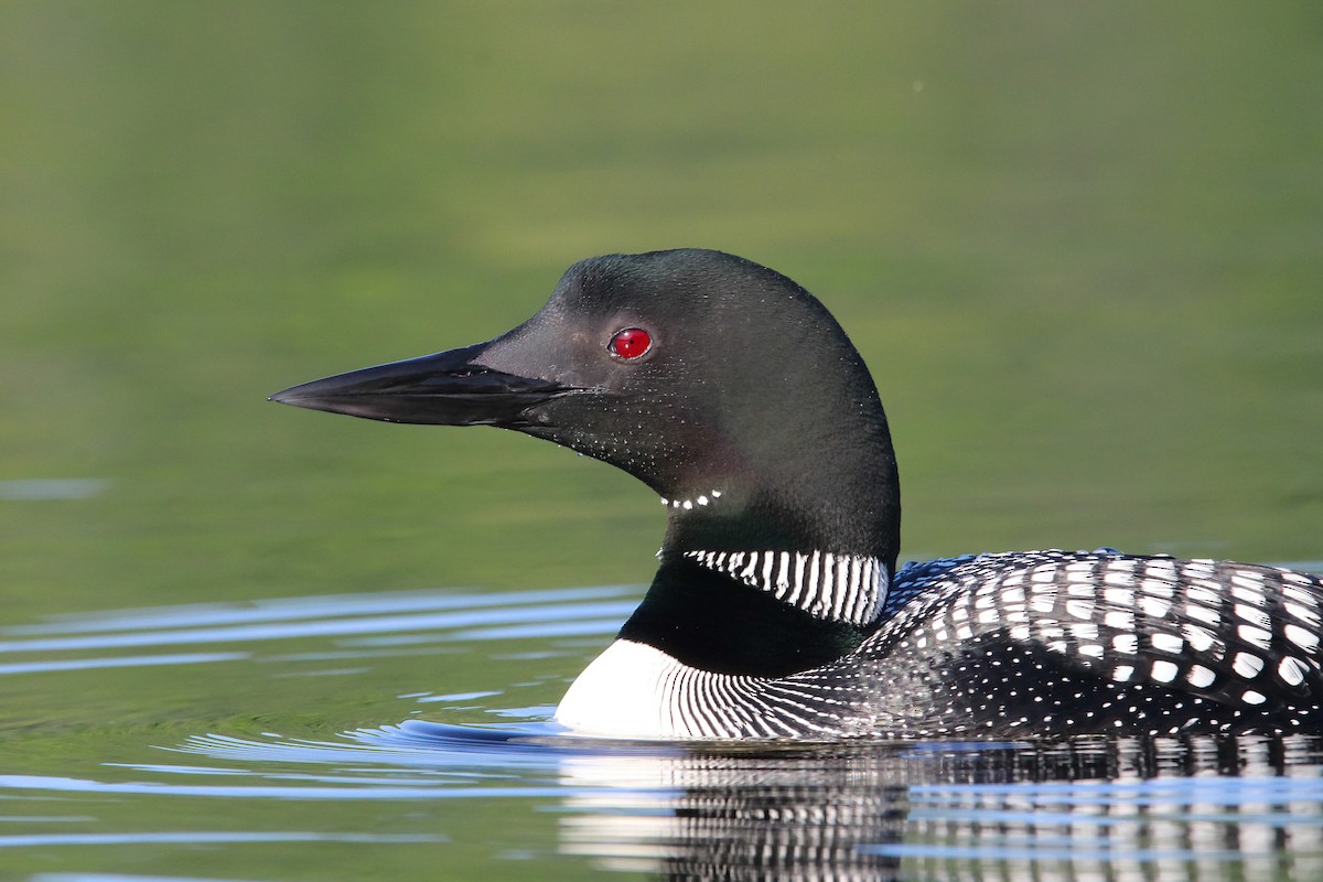 Common Loon - ML468160331