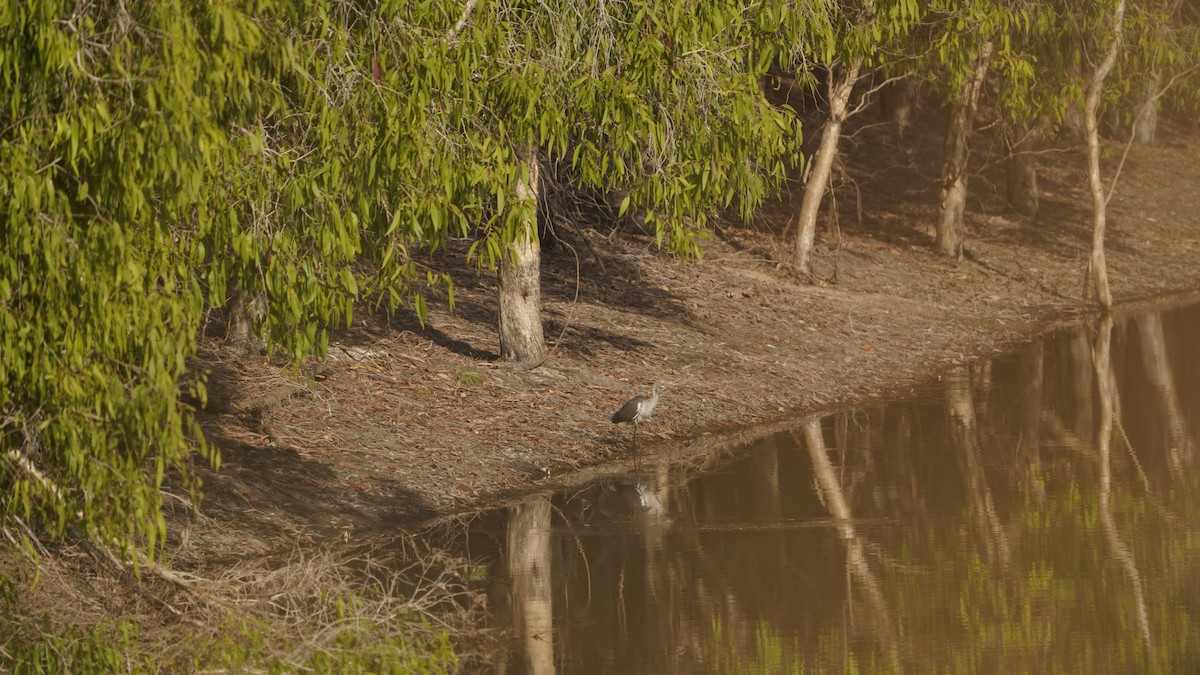 Pacific Heron - ML468160721