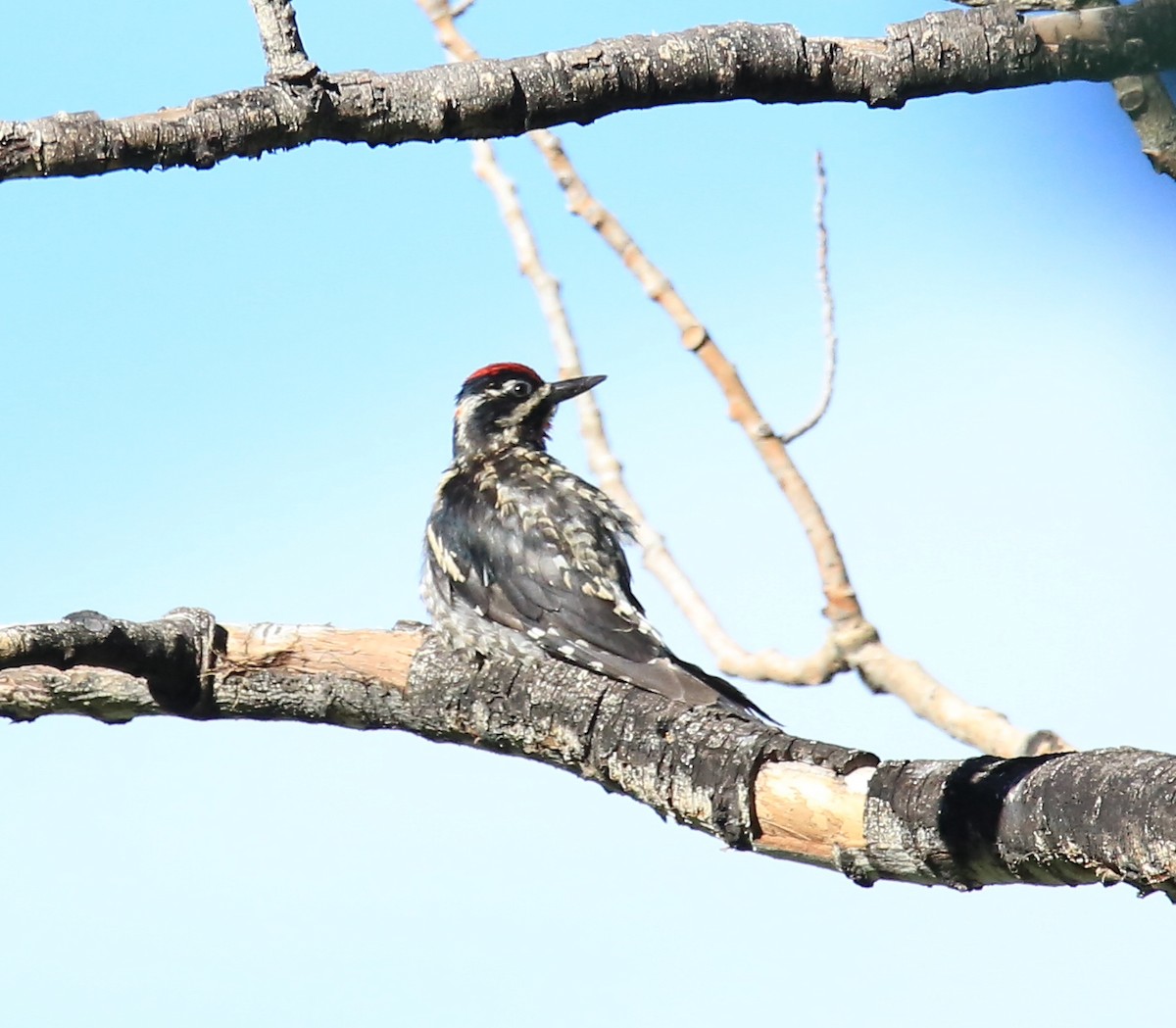 Red-naped Sapsucker - ML468160781