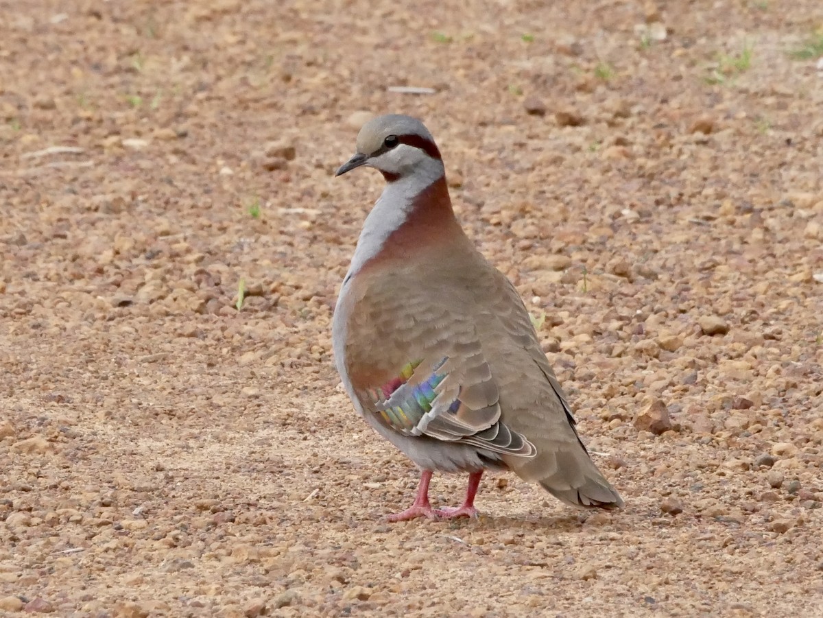 Brush Bronzewing - ML468162071