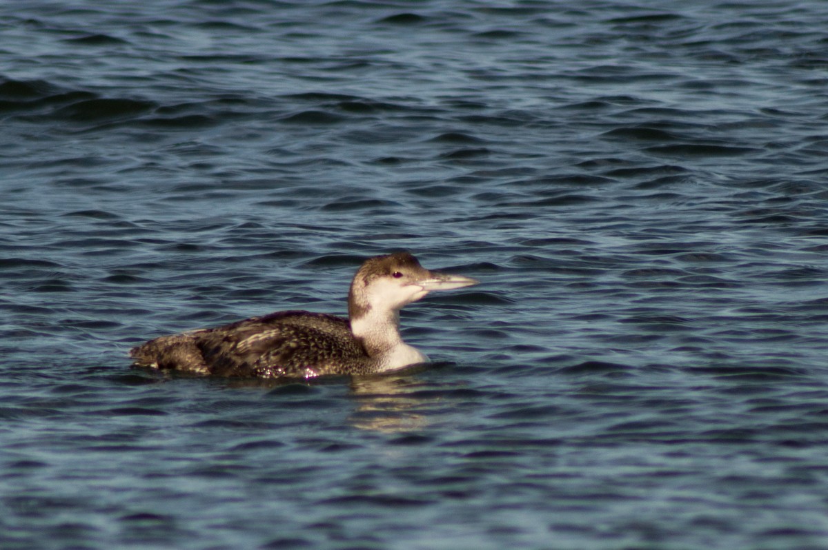 Common Loon - ML468162371