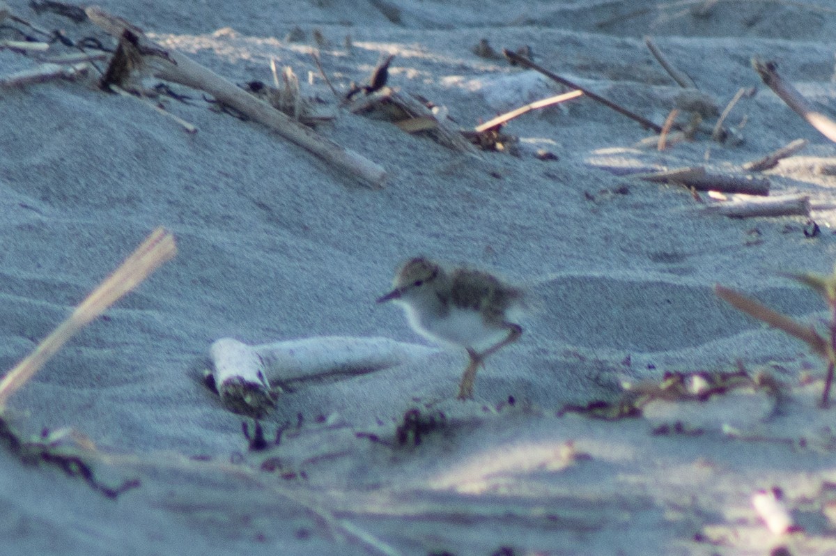 Spotted Sandpiper - ML468162691