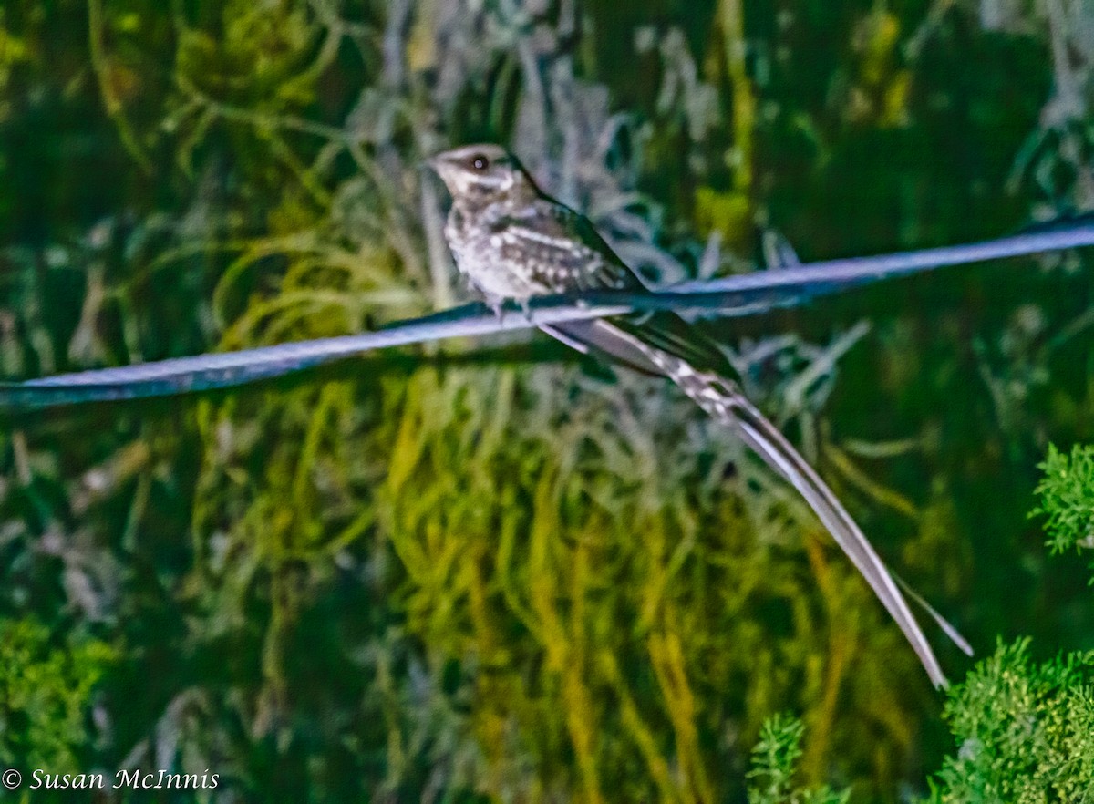 Scissor-tailed Nightjar - ML468162901