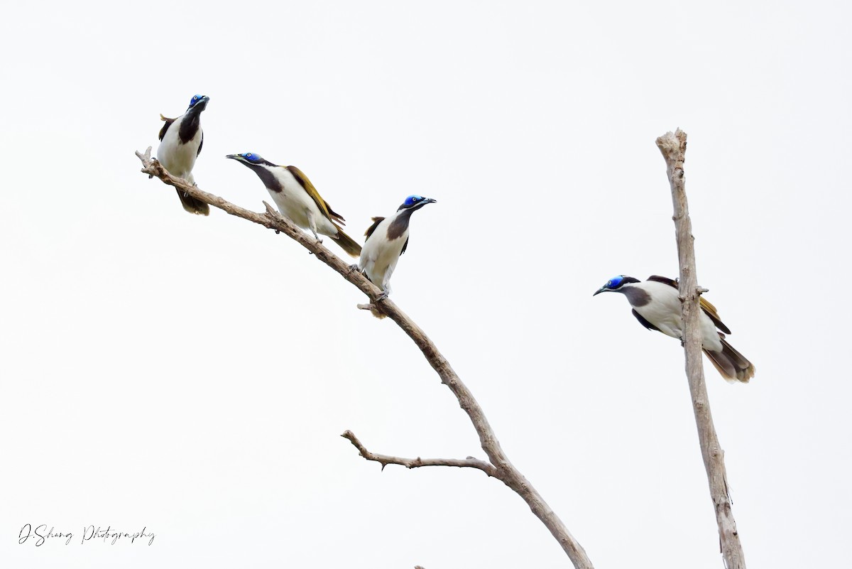 Blue-faced Honeyeater - ML468163261