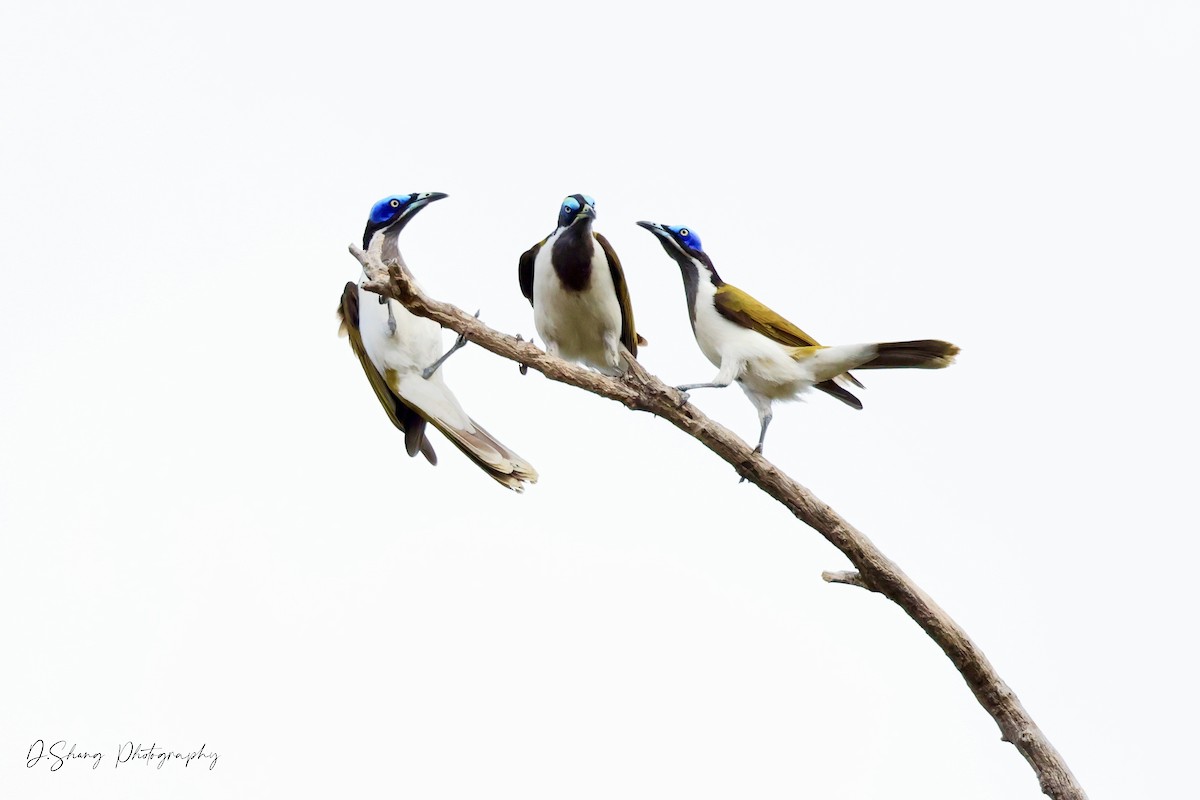 Méliphage à oreillons bleus - ML468163301