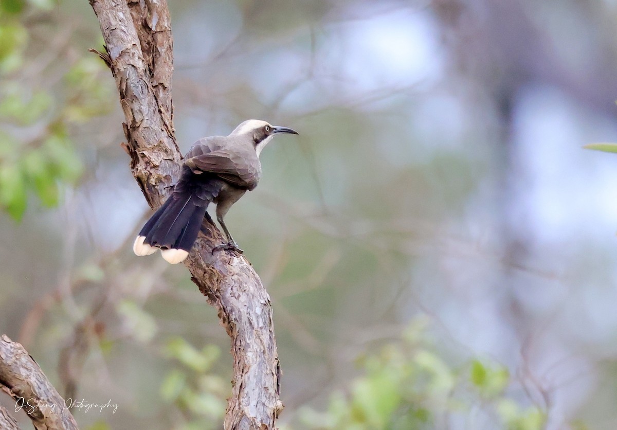 Gray-crowned Babbler - ML468163521