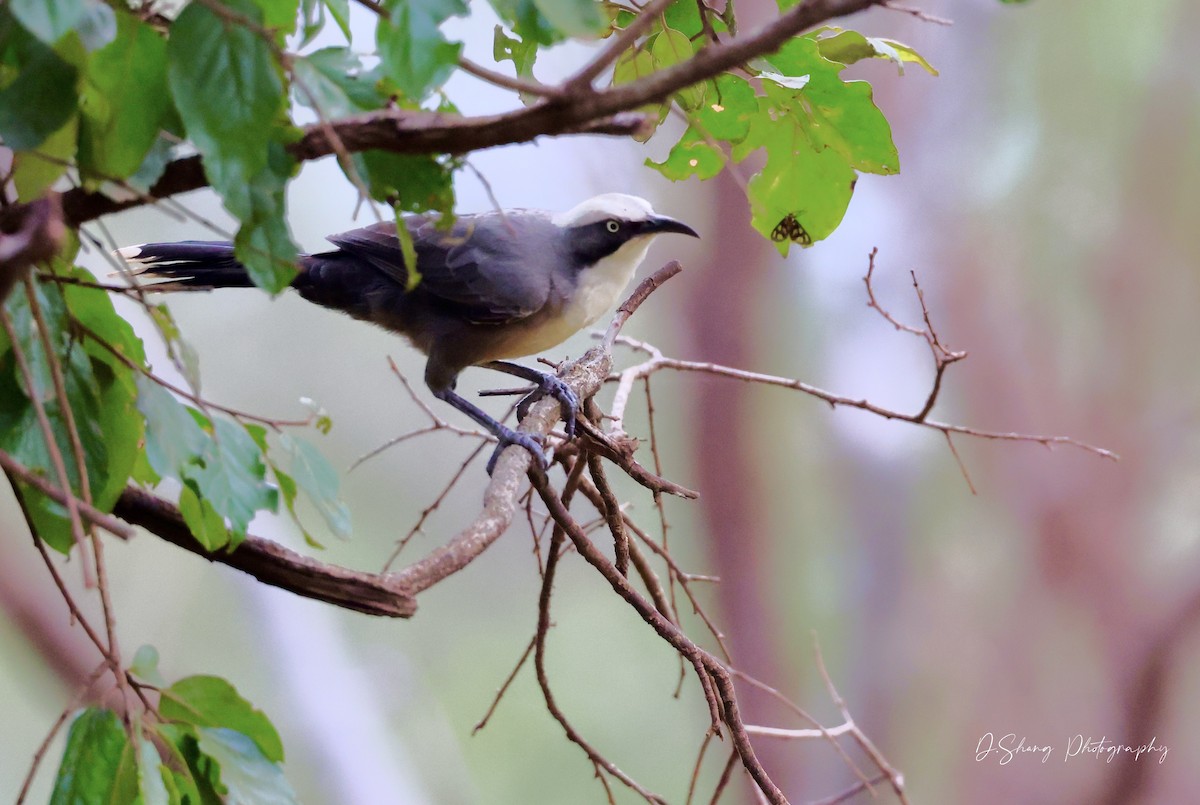 Gray-crowned Babbler - ML468163581