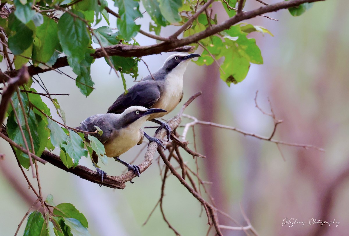 Gray-crowned Babbler - ML468163591