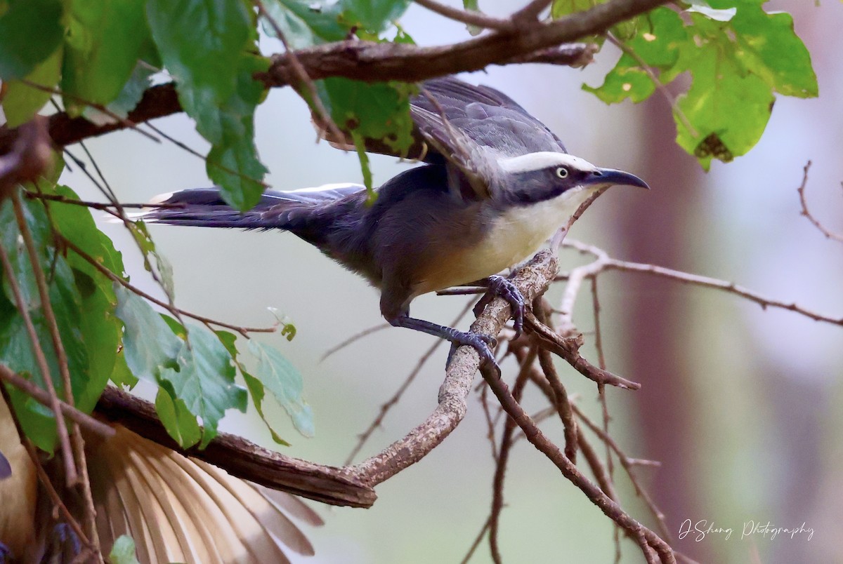 Gray-crowned Babbler - ML468163601