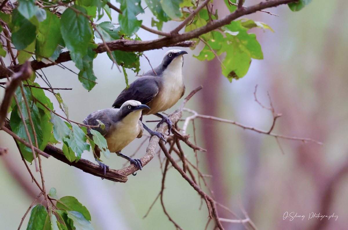 Gray-crowned Babbler - ML468163611