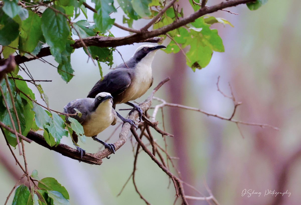 Gray-crowned Babbler - ML468163651