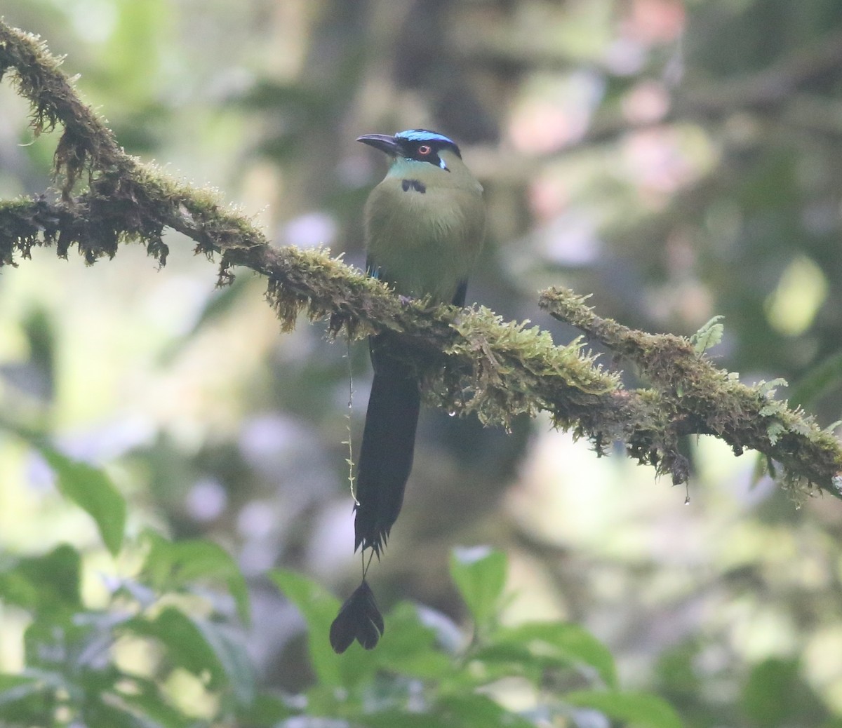 Motmot d'Équateur - ML468163691