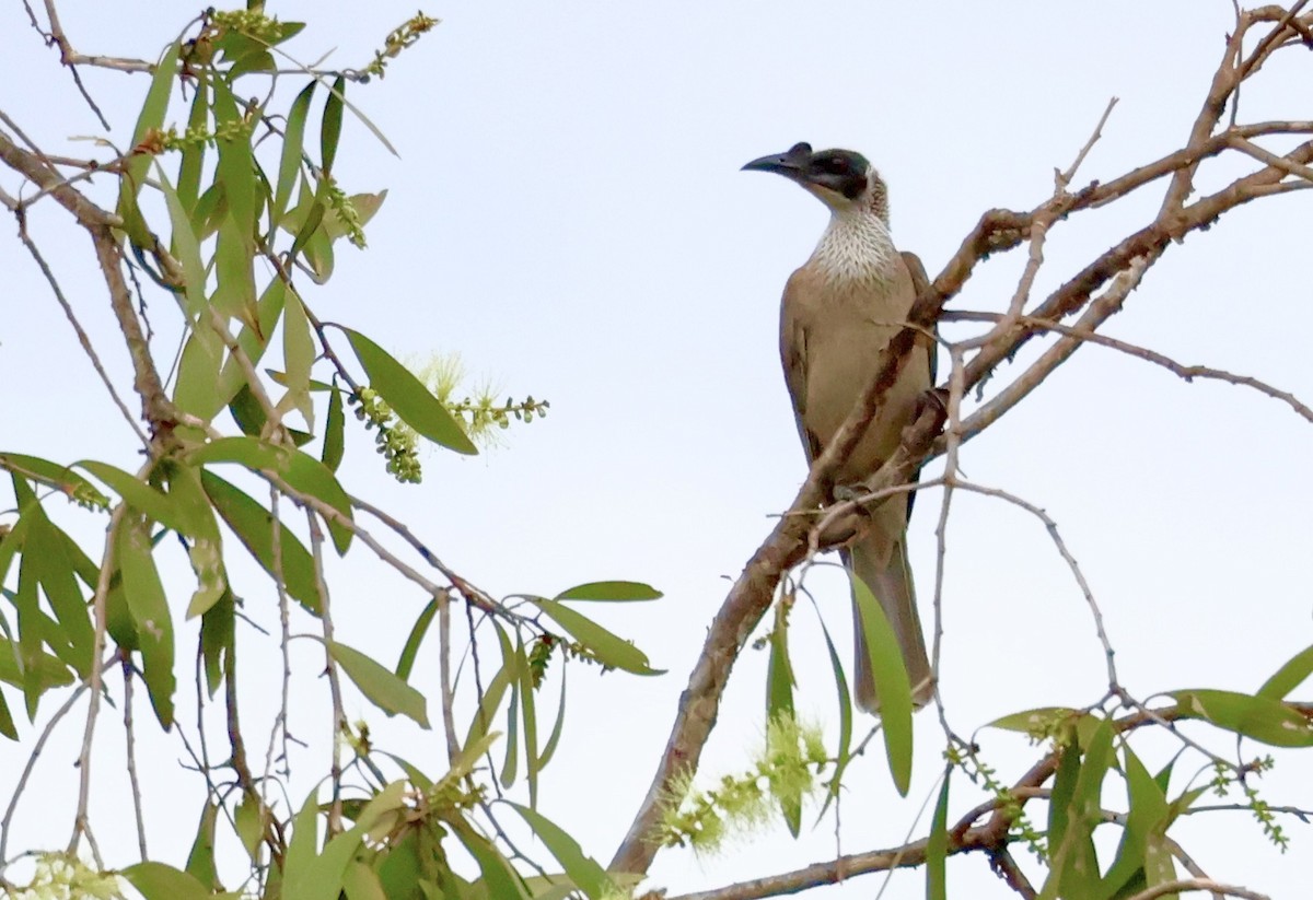 Silver-crowned Friarbird - ML468163731