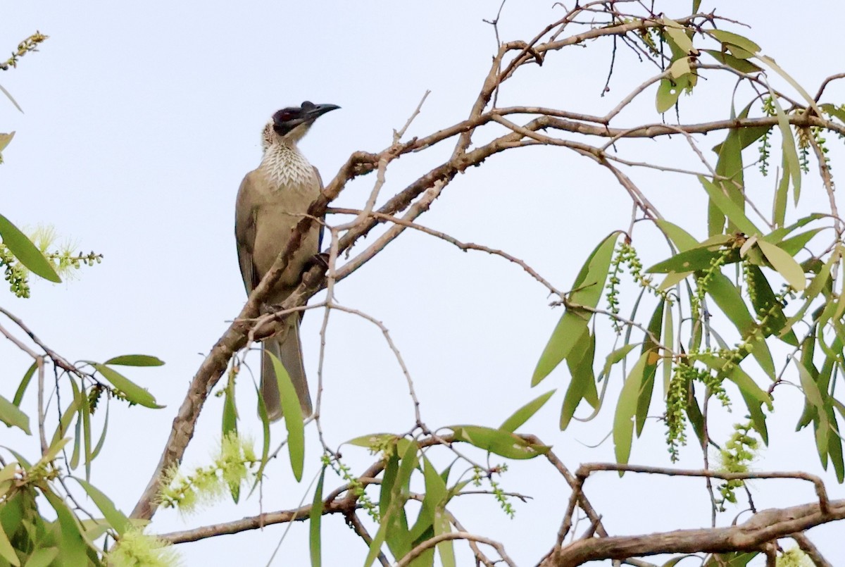 Silver-crowned Friarbird - ML468163751