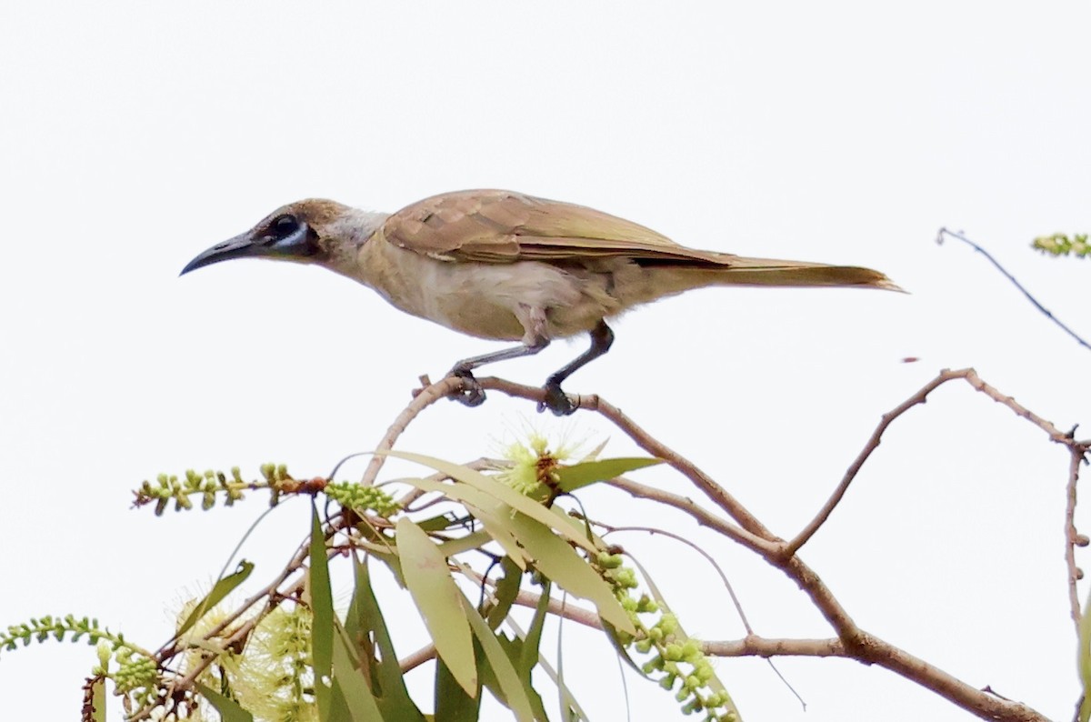 Little Friarbird - ML468163971