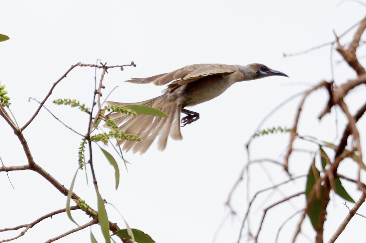 Little Friarbird - ML468163991