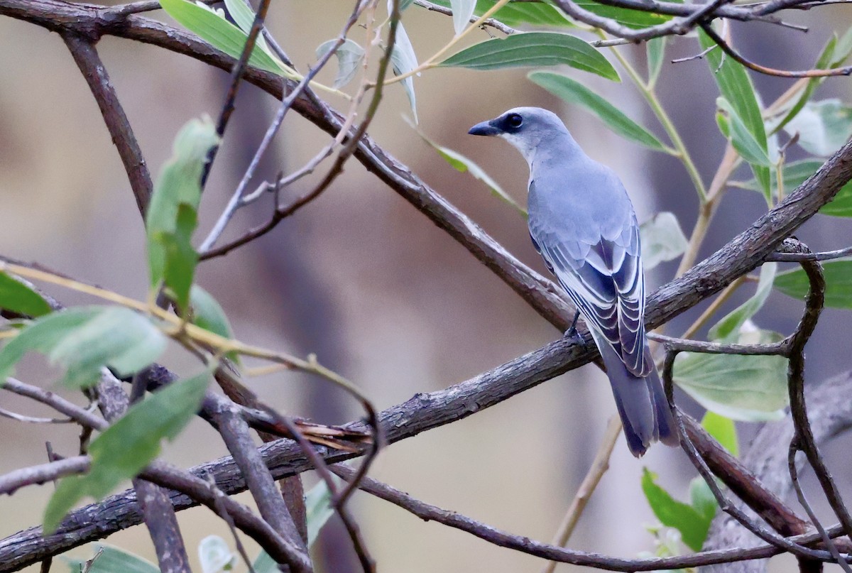 White-bellied Cuckooshrike - ML468164281