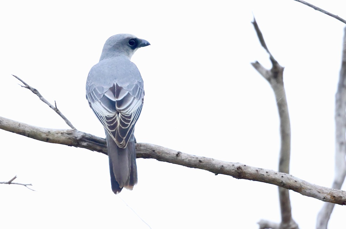 White-bellied Cuckooshrike - ML468164331