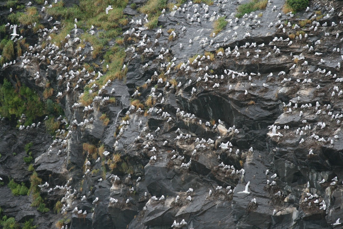 Mouette tridactyle - ML468164341