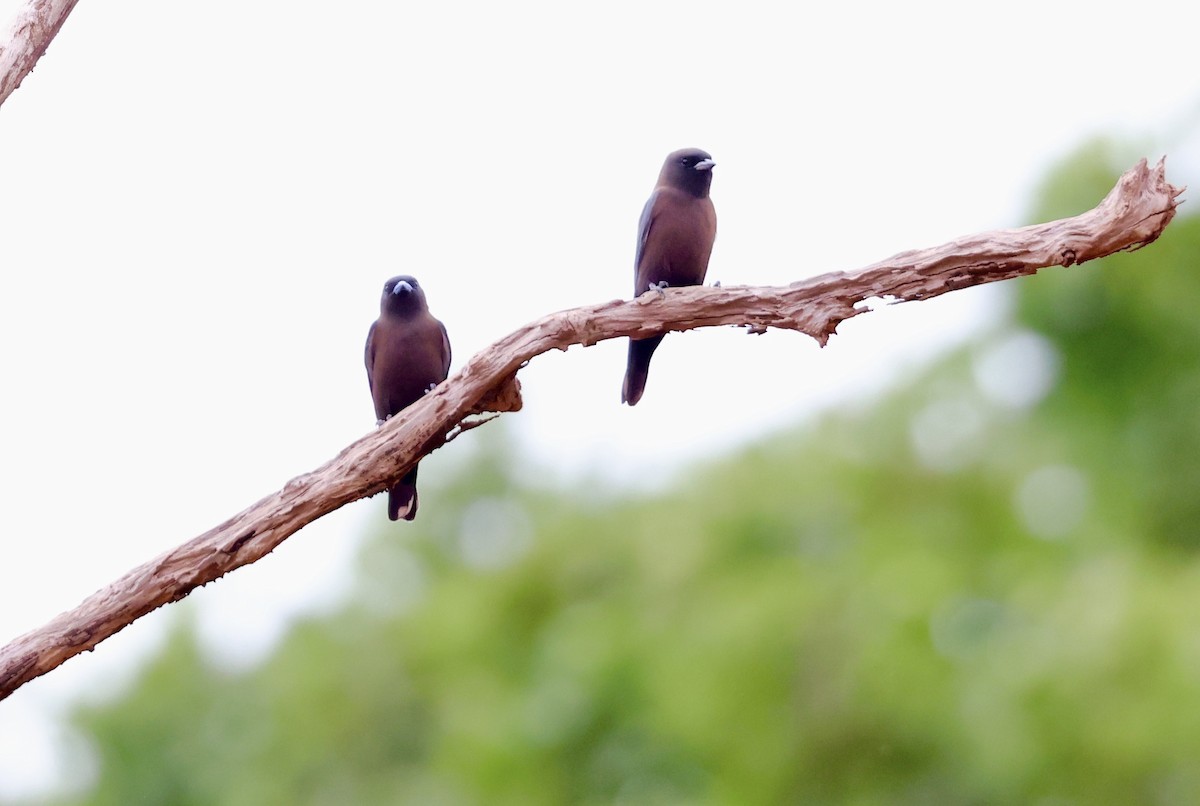 Little Woodswallow - ML468164671