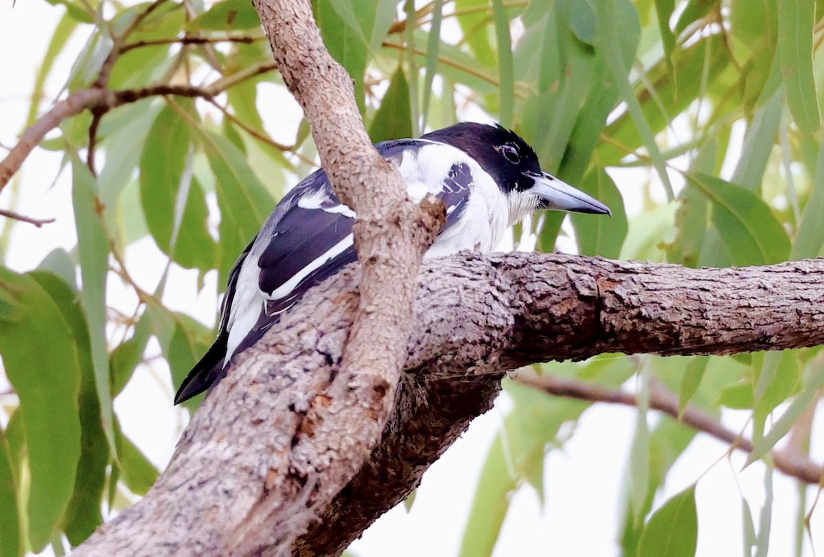 Black-backed Butcherbird - ML468164911