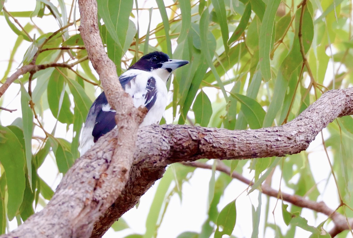 Black-backed Butcherbird - ML468164921