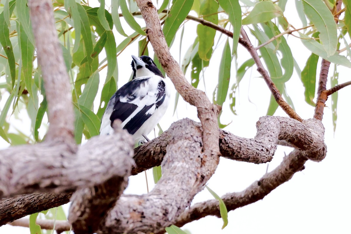 Black-backed Butcherbird - ML468164931