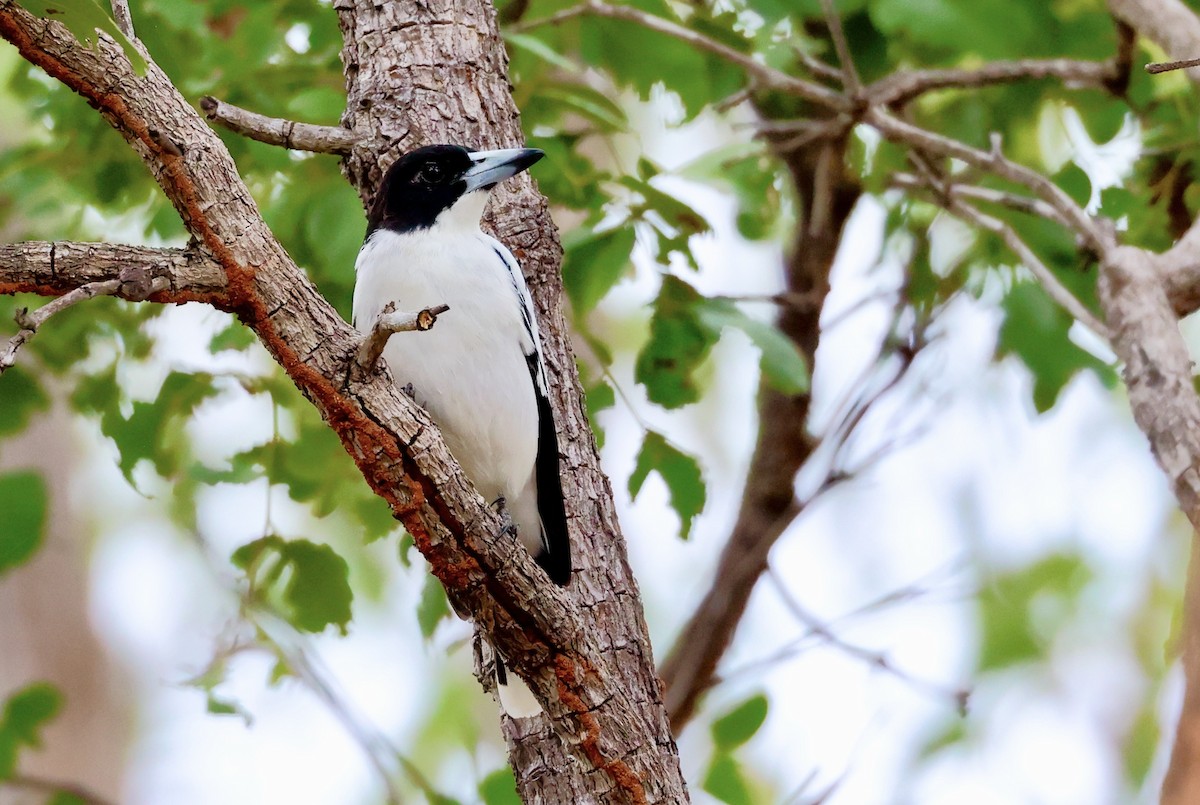 Black-backed Butcherbird - ML468164961