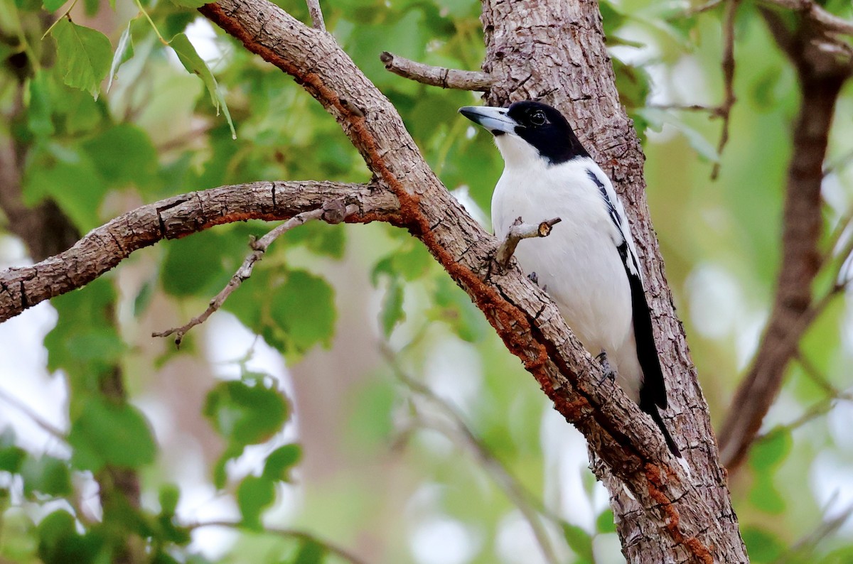 Black-backed Butcherbird - ML468165011