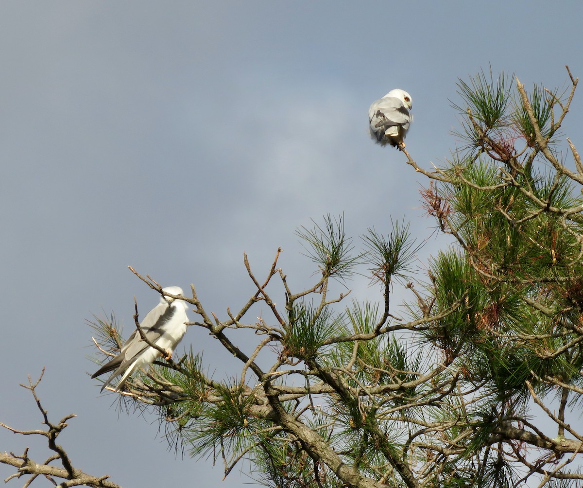 Black-shouldered Kite - ML468165061