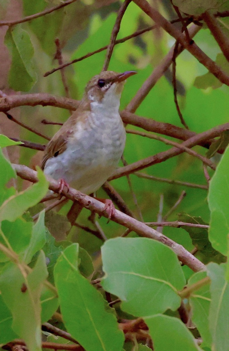 Brown-backed Honeyeater - ML468165101