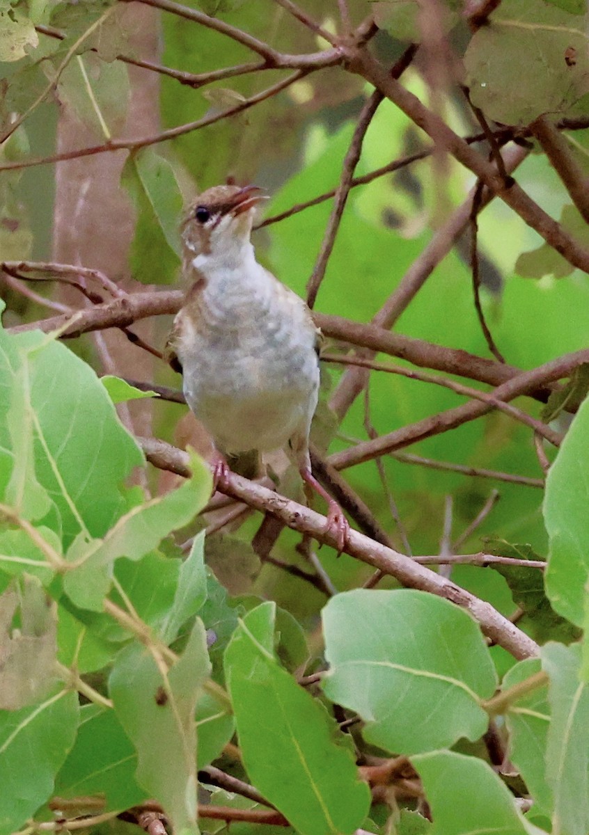 Brown-backed Honeyeater - ML468165121